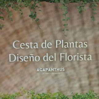 Composición de Plantas Variadas "Capuchinos"