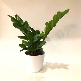 Planta Zamioculca Con Macetero