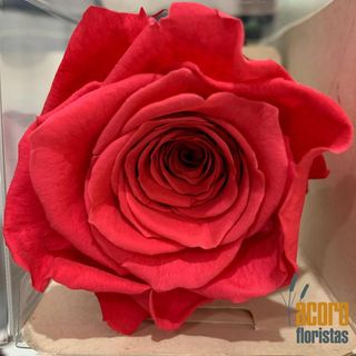 Rosa Eterna Rosa Fuerte