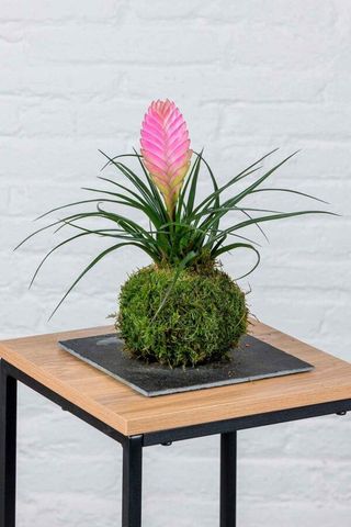 Kokedama thillandsia rosa