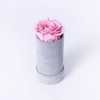 Wieczna róża dla Niej