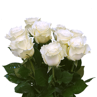 Bukiet z 9 róż białych