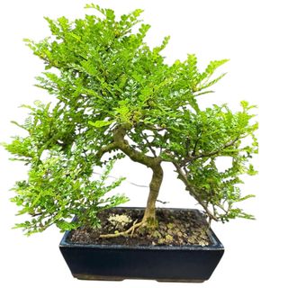 Bonsai Falso Pepe