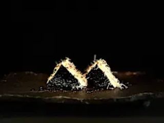 Sandwich salmone 4 pezzi