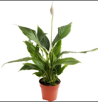 Спатифилиум - женско щастие (малко)
