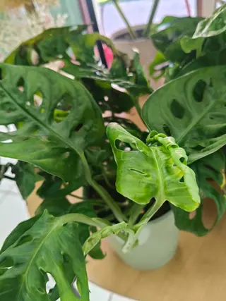 Monstera Adansonii