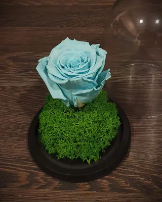 Trandafir bleu