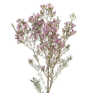 Fior di cera bianco o rosa 