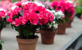 Azalea colore dimostrativo