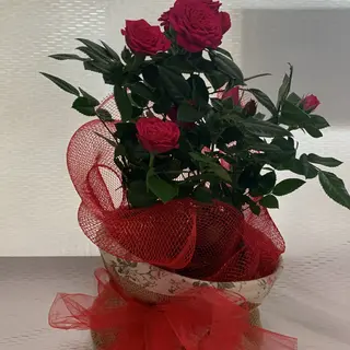 Rosa in pianta con cestino tessuto 