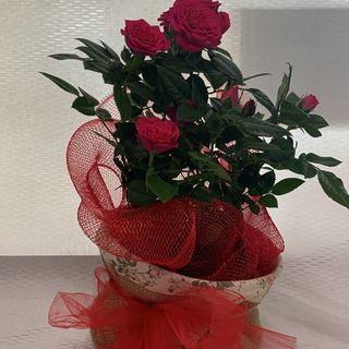 Rosa in pianta con cestino tessuto 