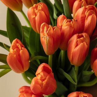 Ramo de 10 tulipanes naranjas