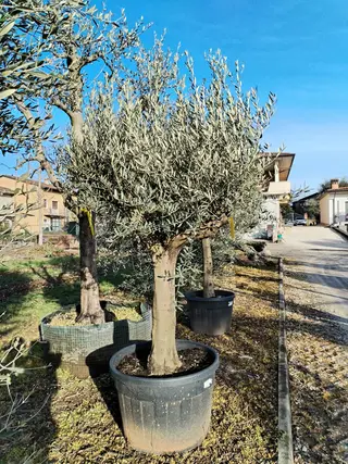 Ulivo