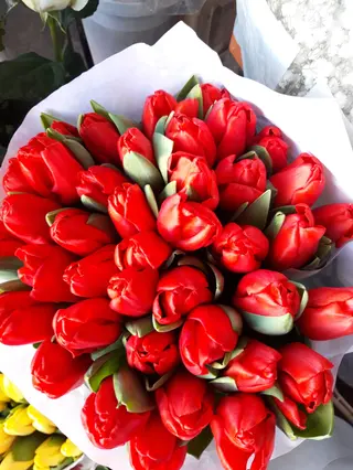 10 Pezzi tulipani rossi