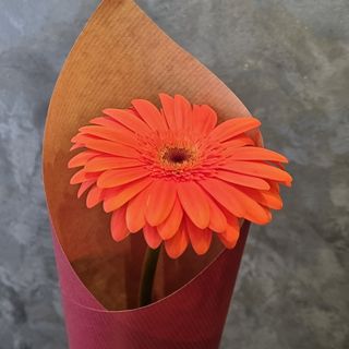 Gerbera orange 1 tige 