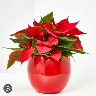 Planta de navidad con maceta
