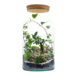 Terarij Velika Boca XXL