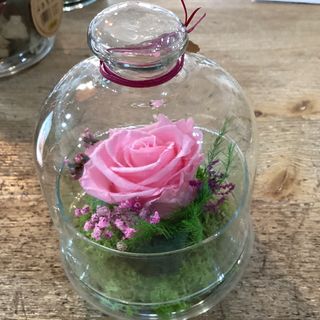 Cúpula rosa rosada pequeña preservada