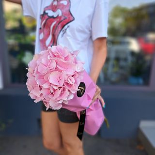 Hortensie Pink