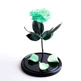 Trandafir Turcoaz Criogenat