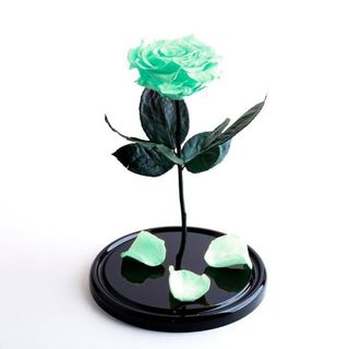 Trandafir Turcoaz Criogenat