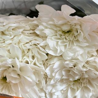 Хризантема біла