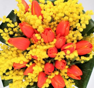 20 tuliTulipani bicilore con mimosa