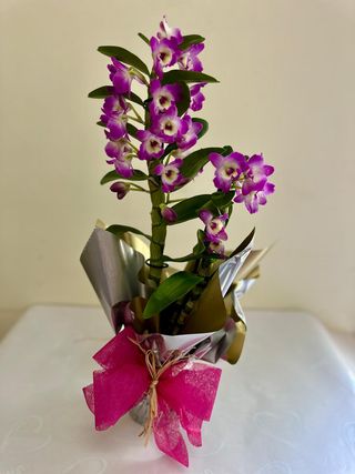 Orquídea Decorada