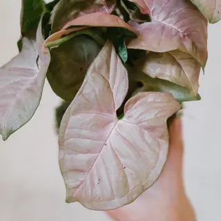 Syngonium rosado en planta