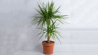 Dracena velika
