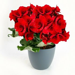 BEGONIA - flori de camera mix