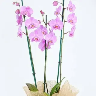 Orquídea Rosa