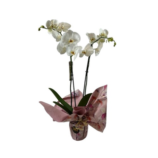 Orquídea Blanca