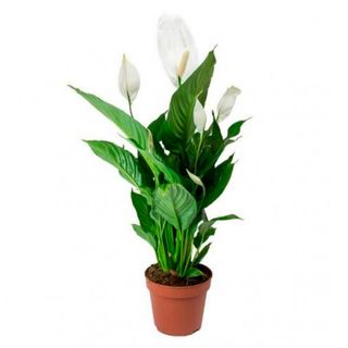 Spathiphyllum – Elegancia Verde