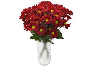 5 Хризантеми, Червени