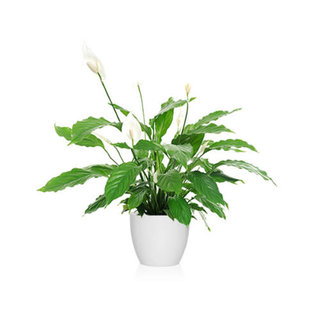 Spathiphyllum Mediano (Lirio De La Paz)