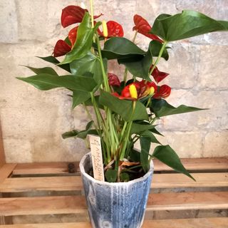 Planta Interior de Anthurium Rojo en maceta de madera 