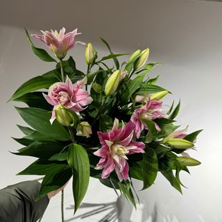 3 піоновидних лілій