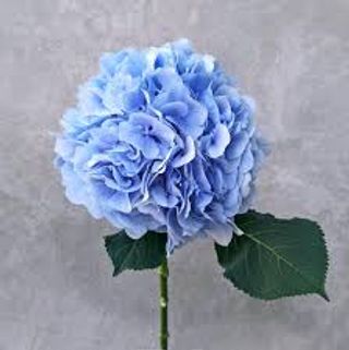 Гортензія блакитна