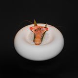 Scampo irlandese - 1 pezzo