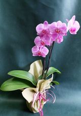 Орхидея (1бр)