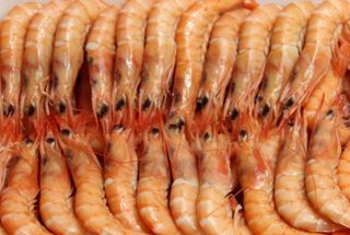 Gamba De Huelva Cocida G 60/70 Pzas/Kg. 60/70 Pzas/Kg.