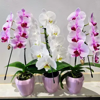 Orquídea Phalaenopsis Selecta en Maceta