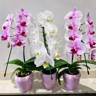 Orquídea Phalaenopsis Selecta en Maceta