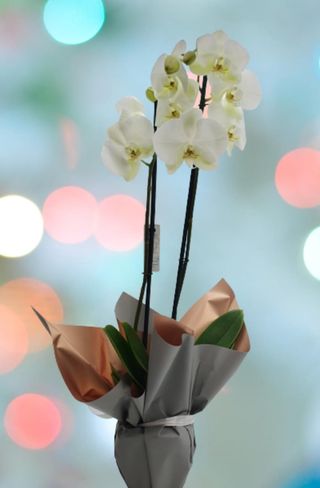 Orhidee Phalaenopsis