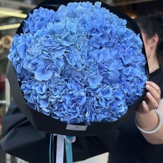 Чарівні гортензії