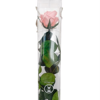 Rosa Eterna Rosa