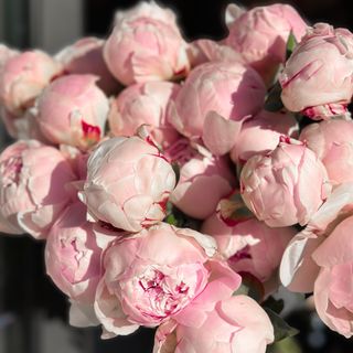 Рожева півонія