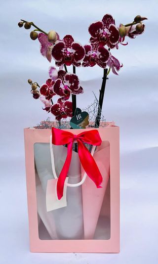 Planta orhidee in ghiveci