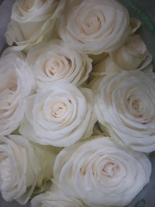 12 pezzi rose Bianca extra 